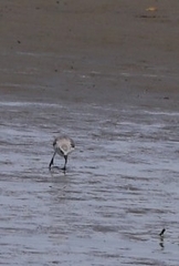 Anarhynchus frontalis