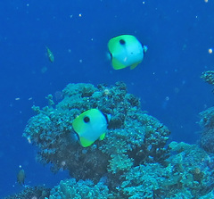 Chaetodon unimaculatus