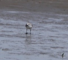 Anarhynchus frontalis