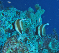 Heniochus chrysostomus