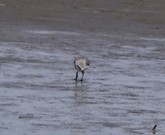 Anarhynchus frontalis