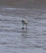 Anarhynchus frontalis