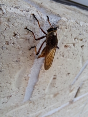 Colepia rufiventris