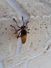 Colepia rufiventris