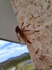 Colepia rufiventris