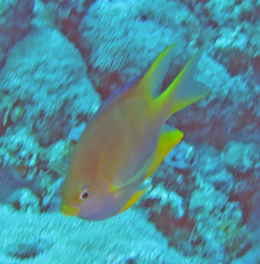 Amblyglyphidodon aureus