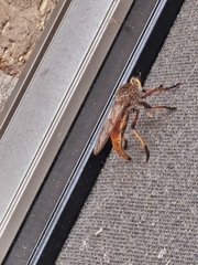 Colepia rufiventris