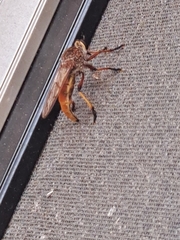 Colepia rufiventris