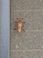 Colepia rufiventris
