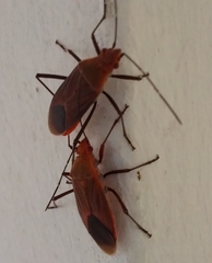 Leptocoris tagalicus