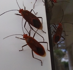 Leptocoris tagalicus