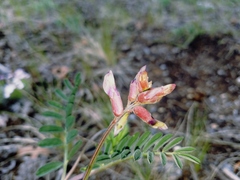 Astragalus hallii fallax