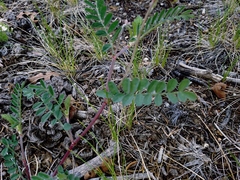 Astragalus hallii fallax