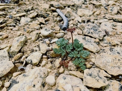 Cymopterus jonesii