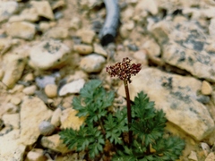 Cymopterus jonesii