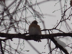 Fringilla montifringilla