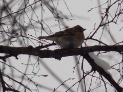 Fringilla montifringilla