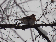 Fringilla montifringilla