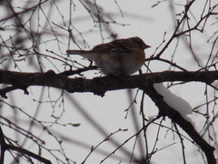 Fringilla montifringilla