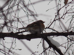 Fringilla montifringilla