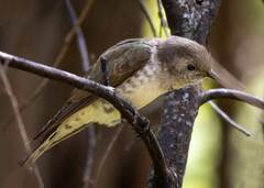 Chrysococcyx basalis