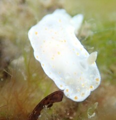 Goniobranchus epicurius