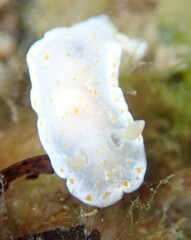 Goniobranchus epicurius