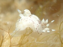 Ancula mapae
