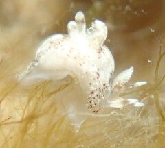 Ancula mapae