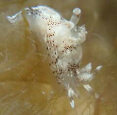 Ancula mapae