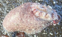 Amblychilepas oblonga