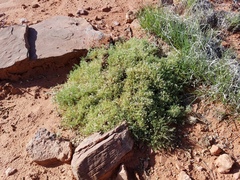 Astragalus sesquiflorus