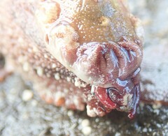 Amblychilepas oblonga