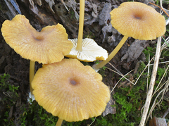 Entoloma formosum