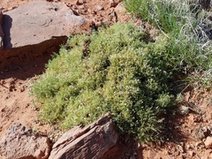 Astragalus sesquiflorus