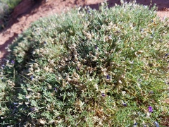 Astragalus sesquiflorus