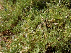 Astragalus sesquiflorus