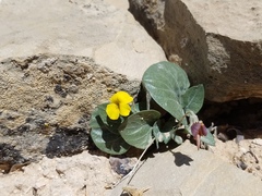 Viola charlestonensis