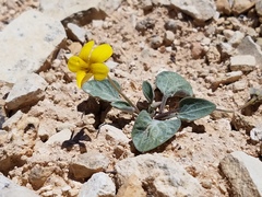 Viola charlestonensis