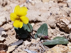 Viola charlestonensis