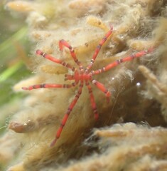 Anoplodactylus evansi