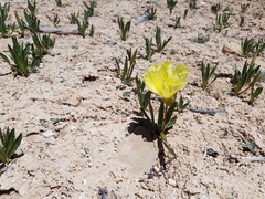 Oenothera howardii