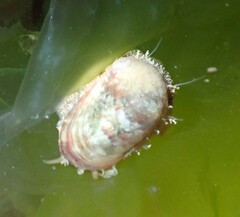 Stomatella impertusa