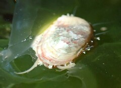 Stomatella impertusa