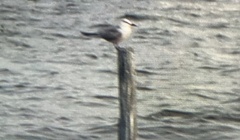 Onychoprion anaethetus