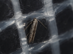 Thiotricha anticentra