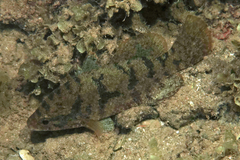 Hypopterus macropterus