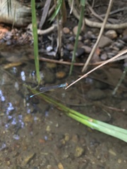 Pseudagrion rubriceps