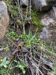 Chlorogalum pomeridianum