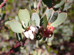 Arctostaphylos silvicola